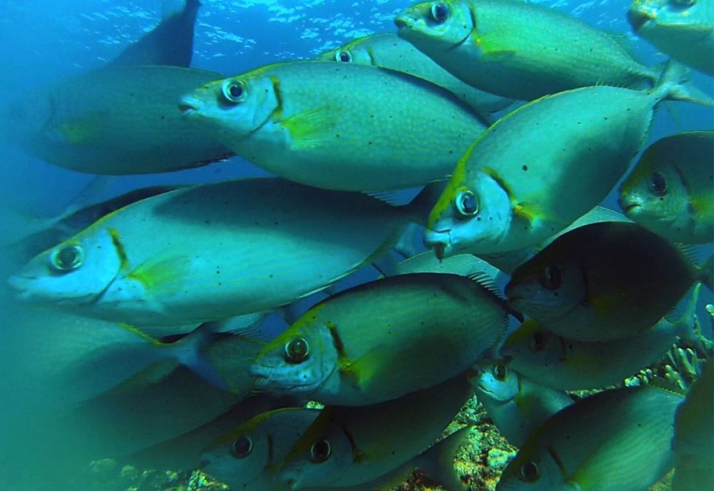 Feeling The Heat How Fish Are Migrating From Warming Waters Yale E