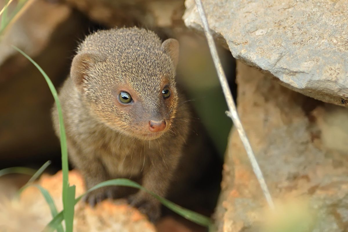 Last Resort Moving Endangered Species In Order To Save Them Yale E360   Mongoose Alamy 