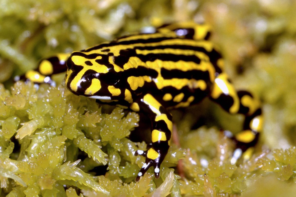 As Fatal Fungus Takes Its Toll, Can We Save Frog Species On The Brink ...