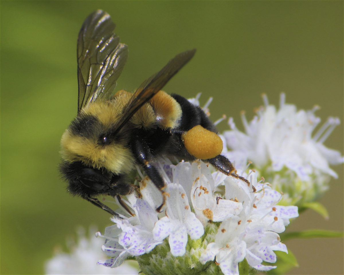 In a First, Bumble Bee is Listed as Endangered in Continental U.S