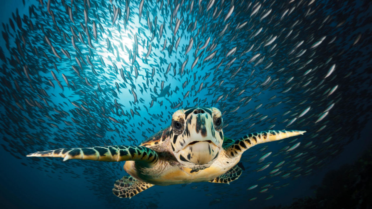 With Sea Turtles in Peril, a Call for New Strategies to Save Them