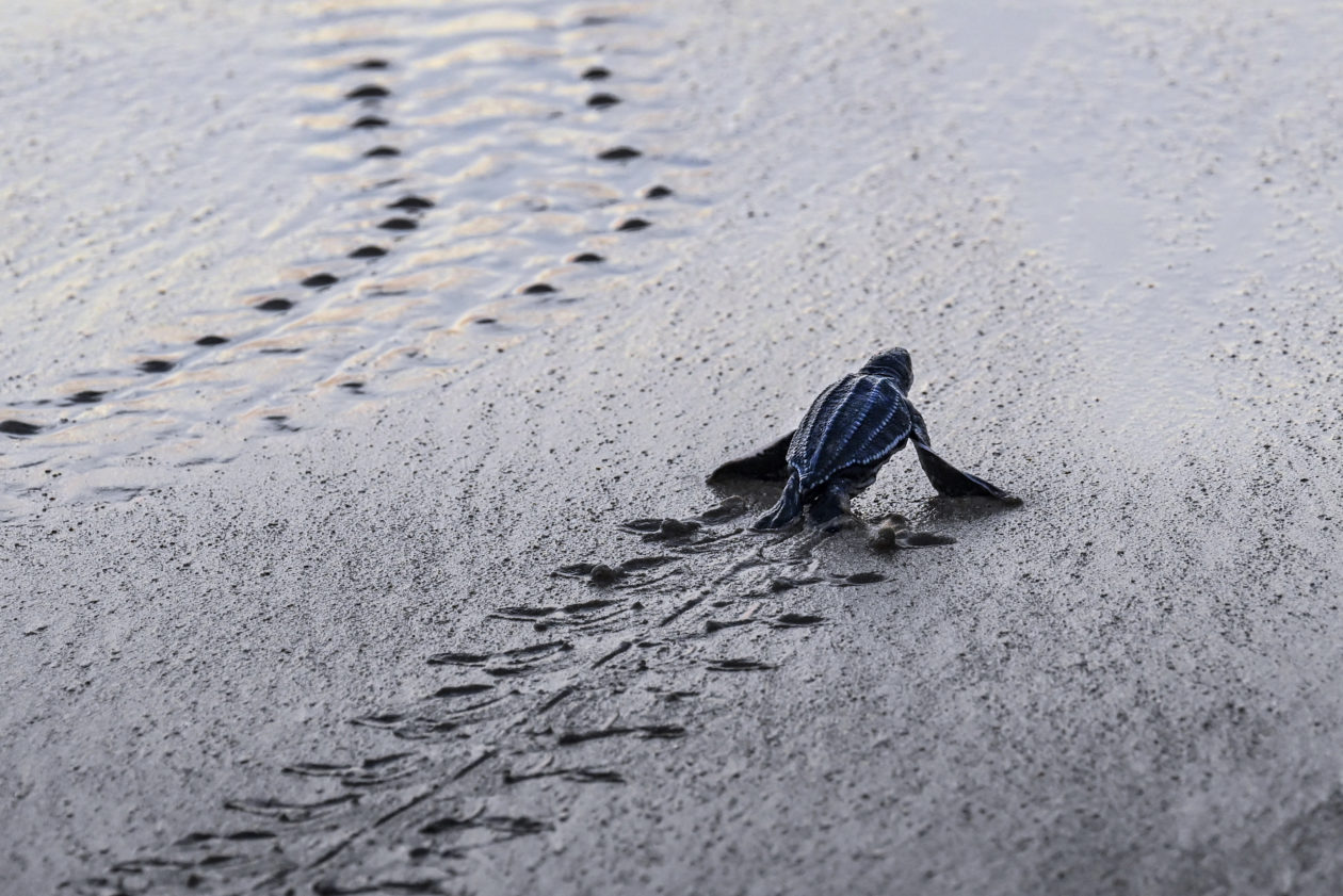 An olive ridley sea turtle hatchling heads for the sea in Lhoknga Beach, Indonesia. CHAIDEER MAHYUDDIN / AFP VIA GETTY IMAGES