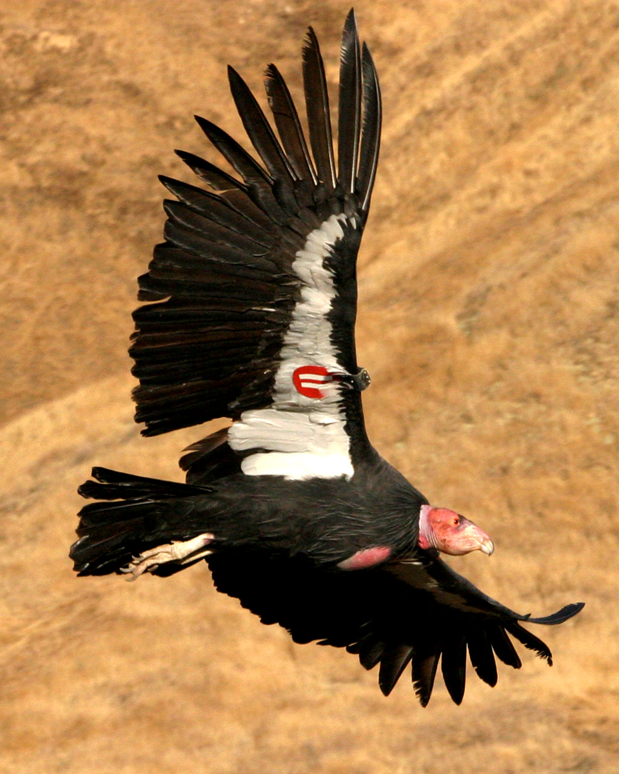 California Condor Population Reaches New Heights in 2015 Yale E360