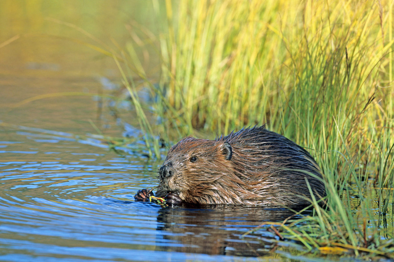 Deep in the Wilderness, the World’s Largest Beaver Dam Endures - Yale E360