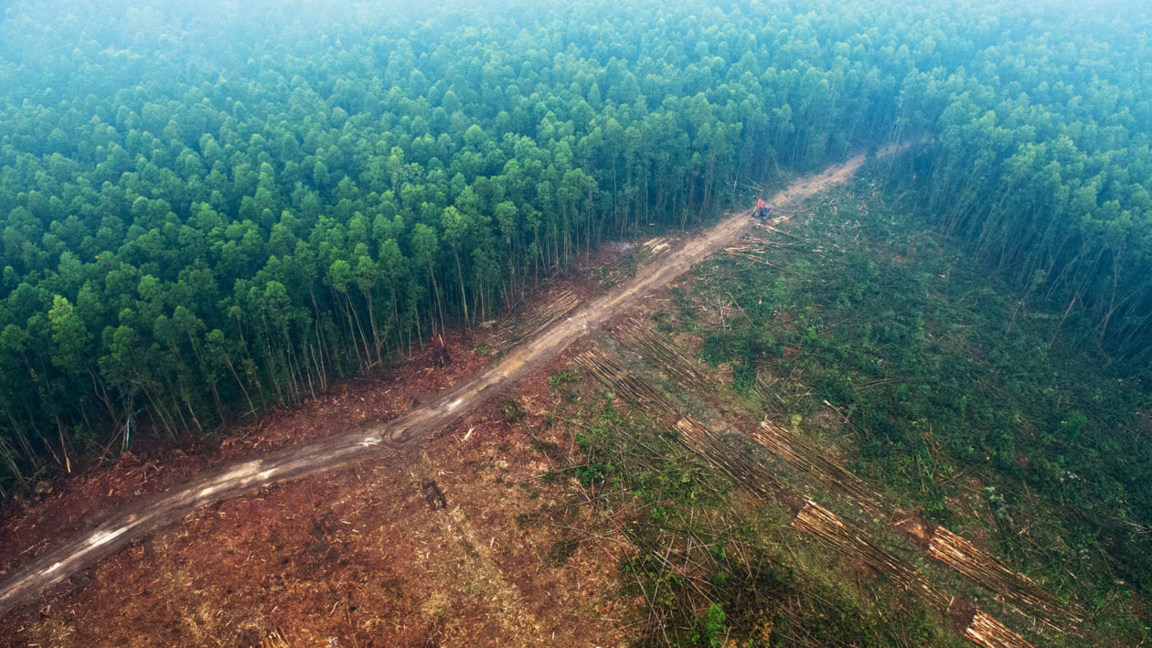 Deforestation Is The Cause Of Climate Change