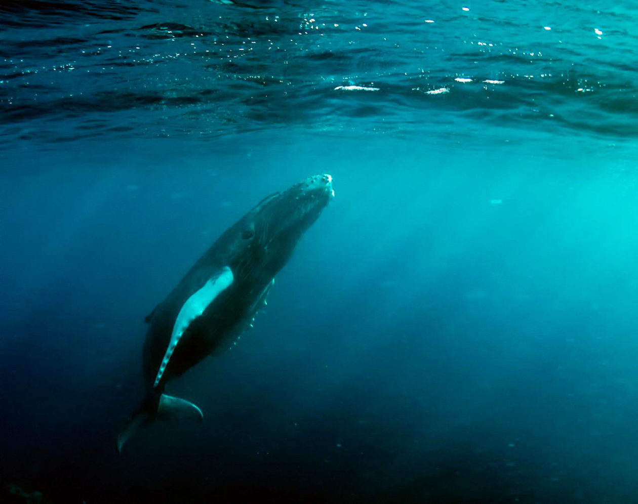 South Atlantic Humpback Whales Have Rebounded From Near Extinction