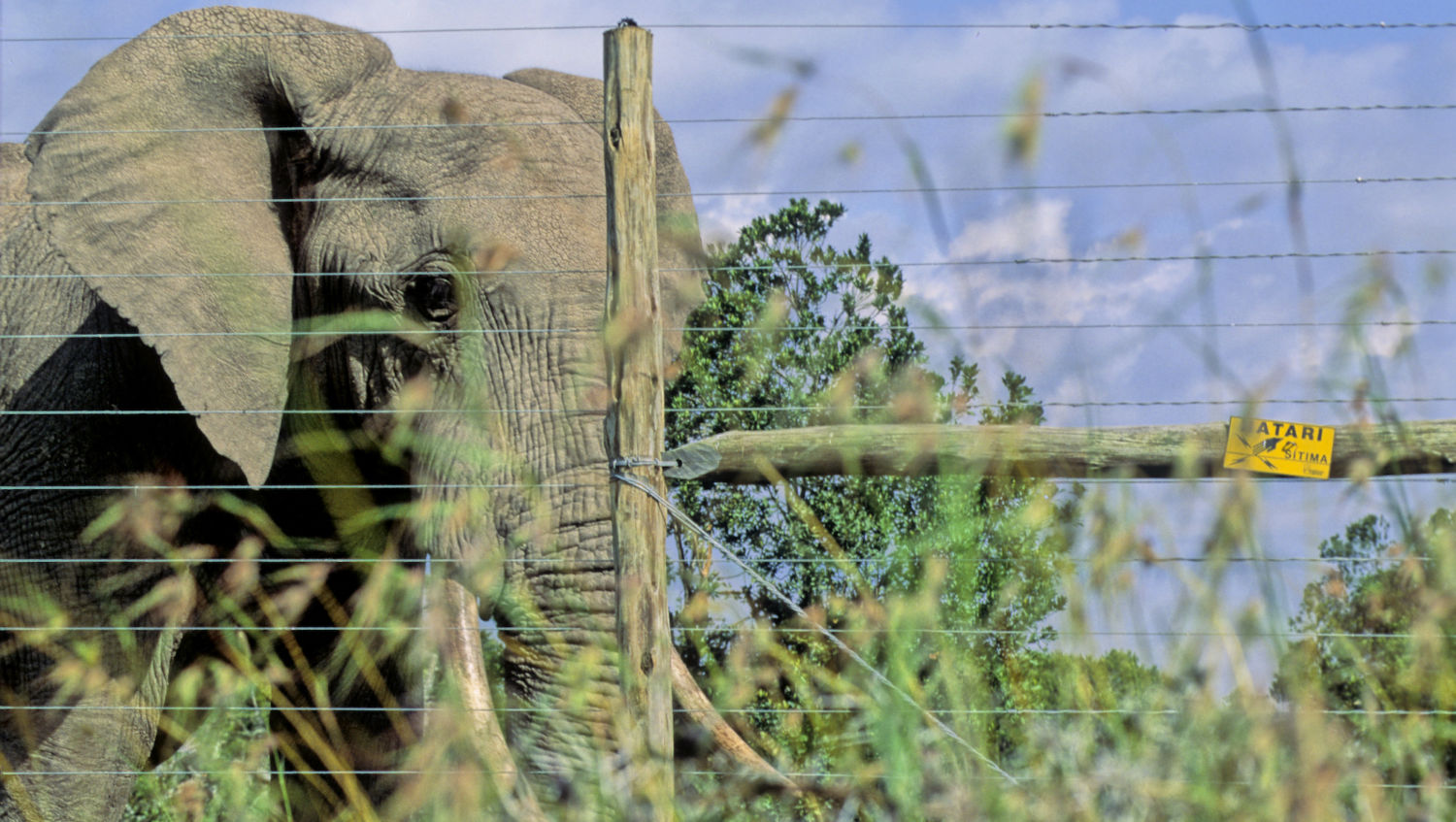 Unnatural Barriers How the Boom in Fences Is Harming Wildlife