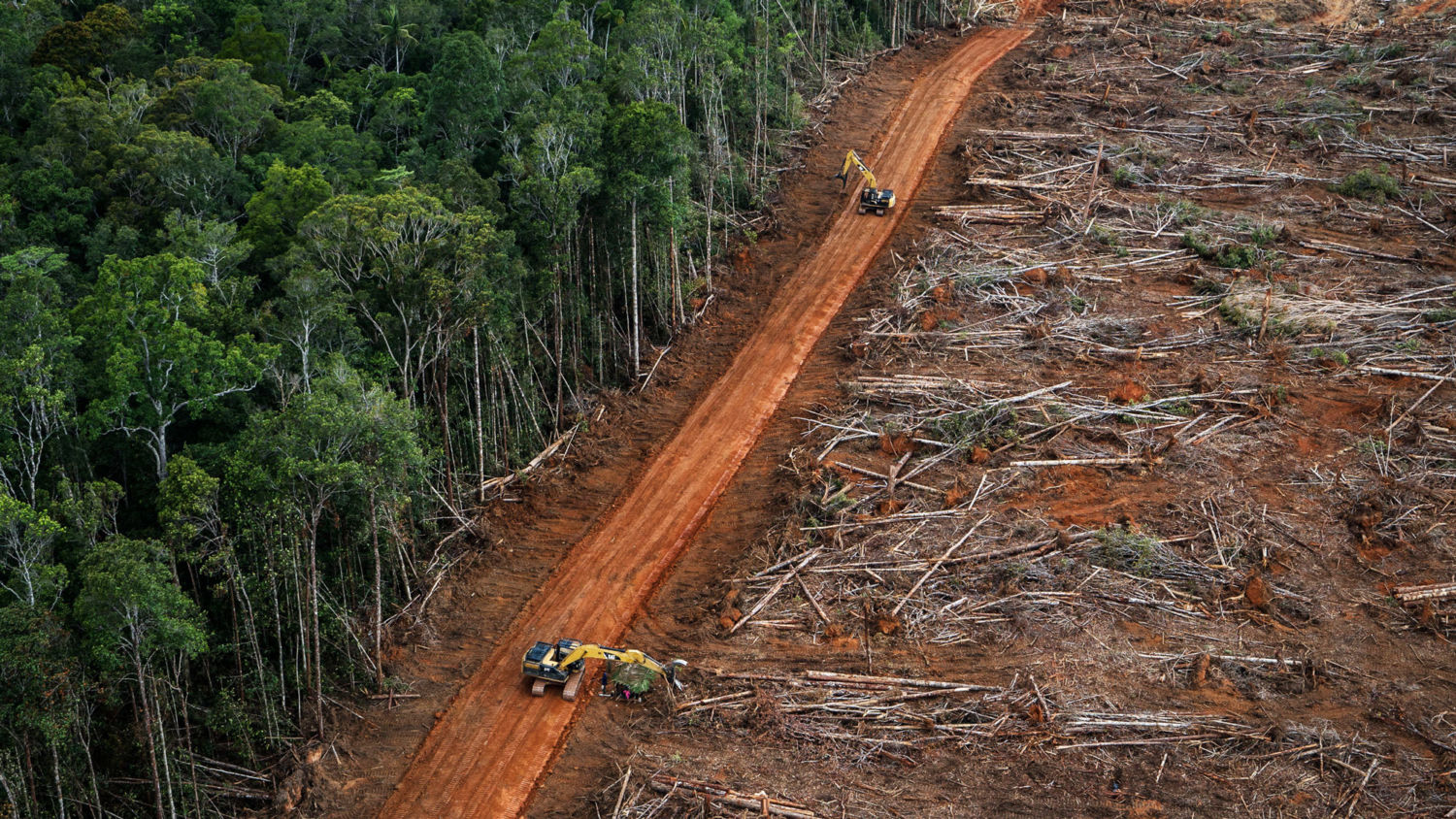 Conflicting Data How Fast Is The World Losing Its Forests Yale 60
