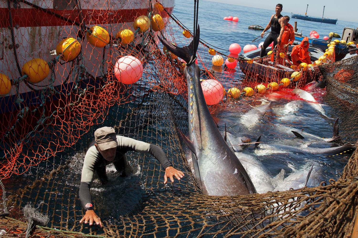 How Global Regulators Are Selling Out the World's Largest Tuna