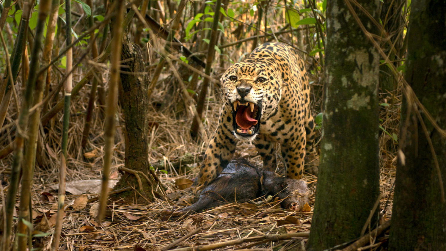 Bringing Back the Beasts: Global Rewilding Plans Take Shape