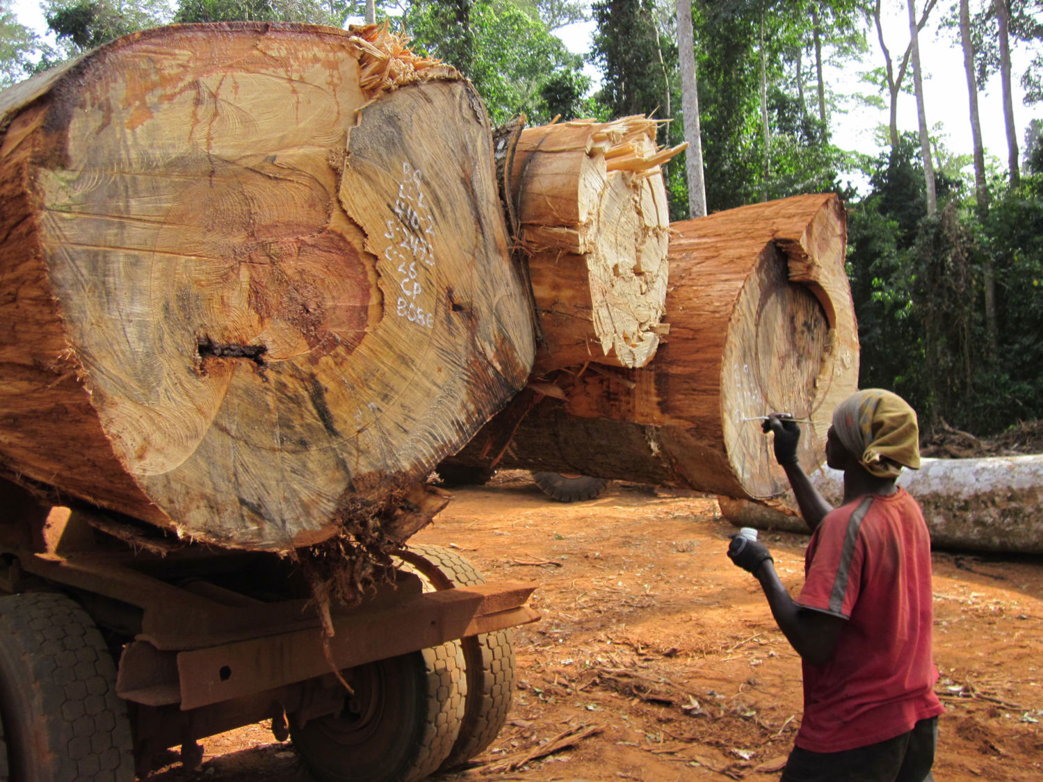 How Small-Scale Loggers Can Help Save Africa's Tropical Forests - Yale E360