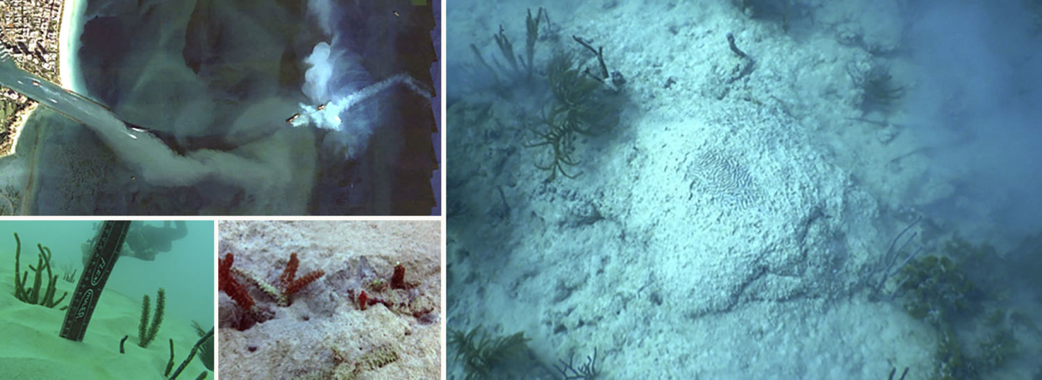 Miami Dredging Project Killed More Than Half-a-Million Corals - Yale E360