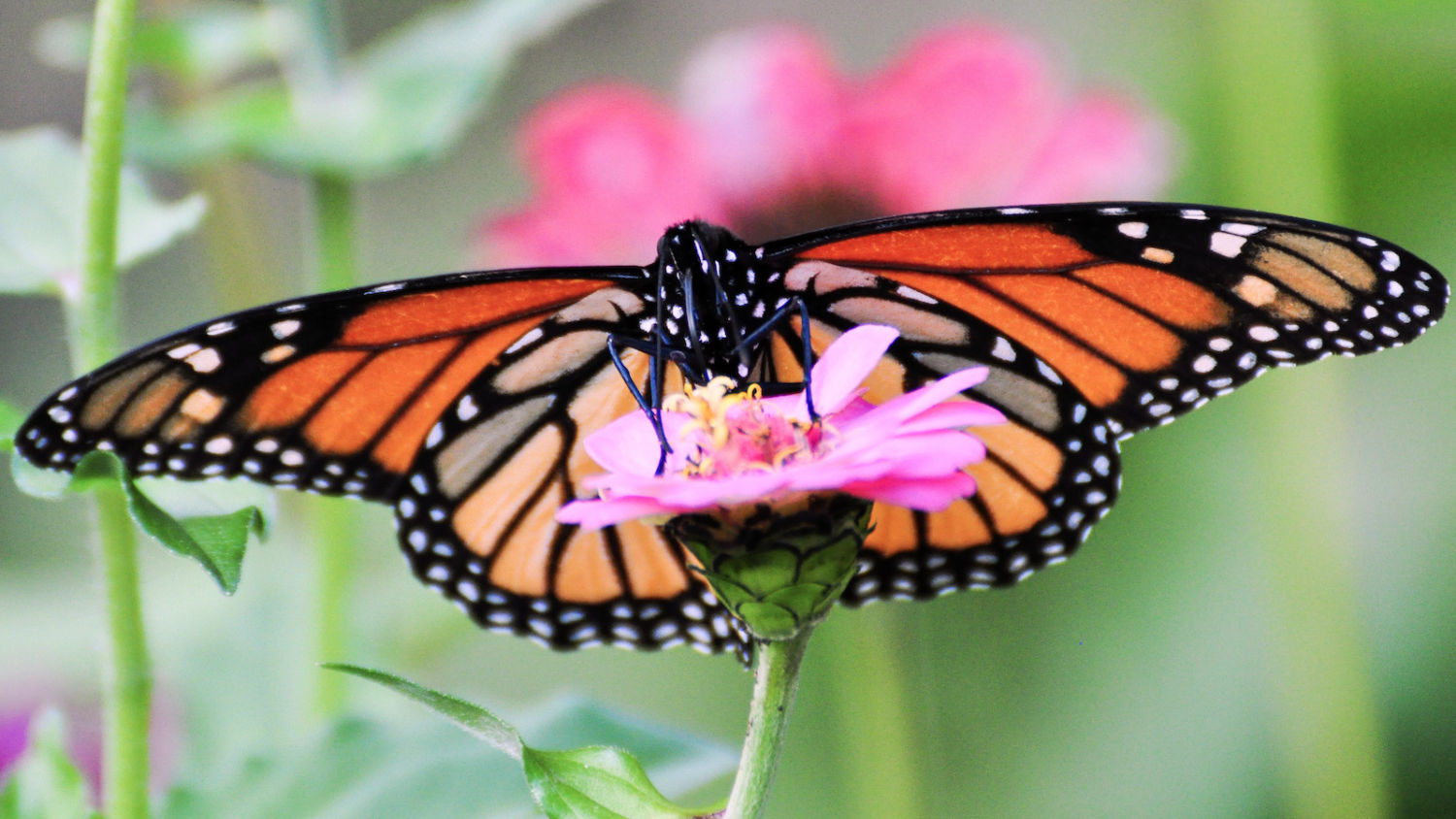Eastern Monarch Butterfly Population Holds Steady