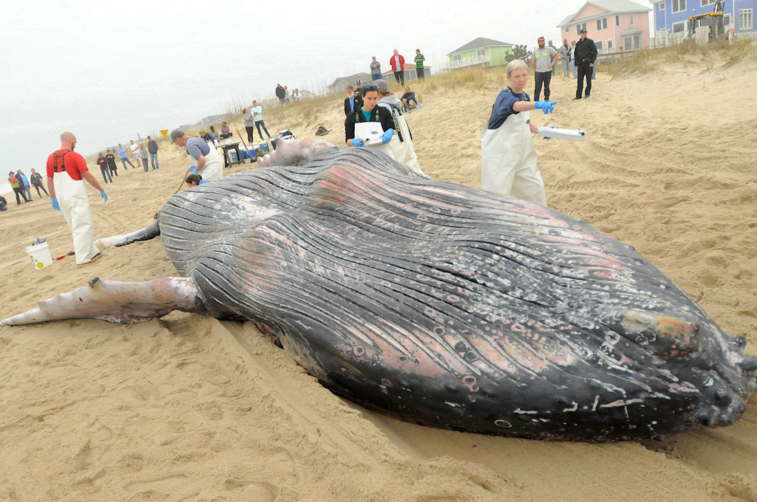 The East Coast Whale Die-Offs: Unraveling the Causes - Yale E360
