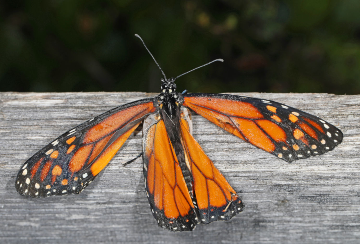 Monarch Butterflies Are Placed on IUCN Red List - The New York Times