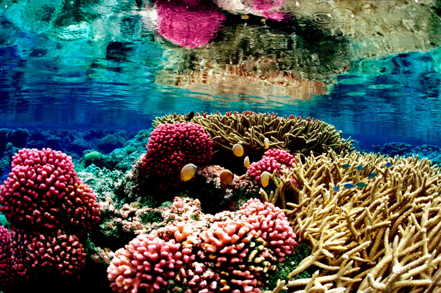 Ocean Underwater Reef