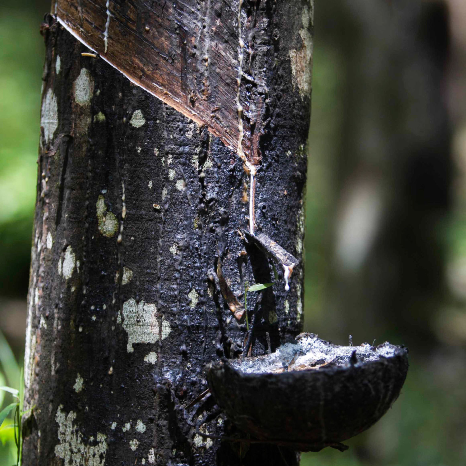 How Mounting Demand for Rubber Is Driving Tropical Forest Loss