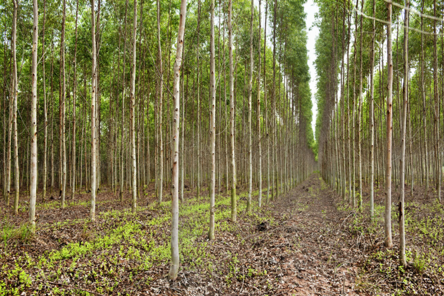 Why Green Pledges Will Not Create the Natural Forests We Need ...