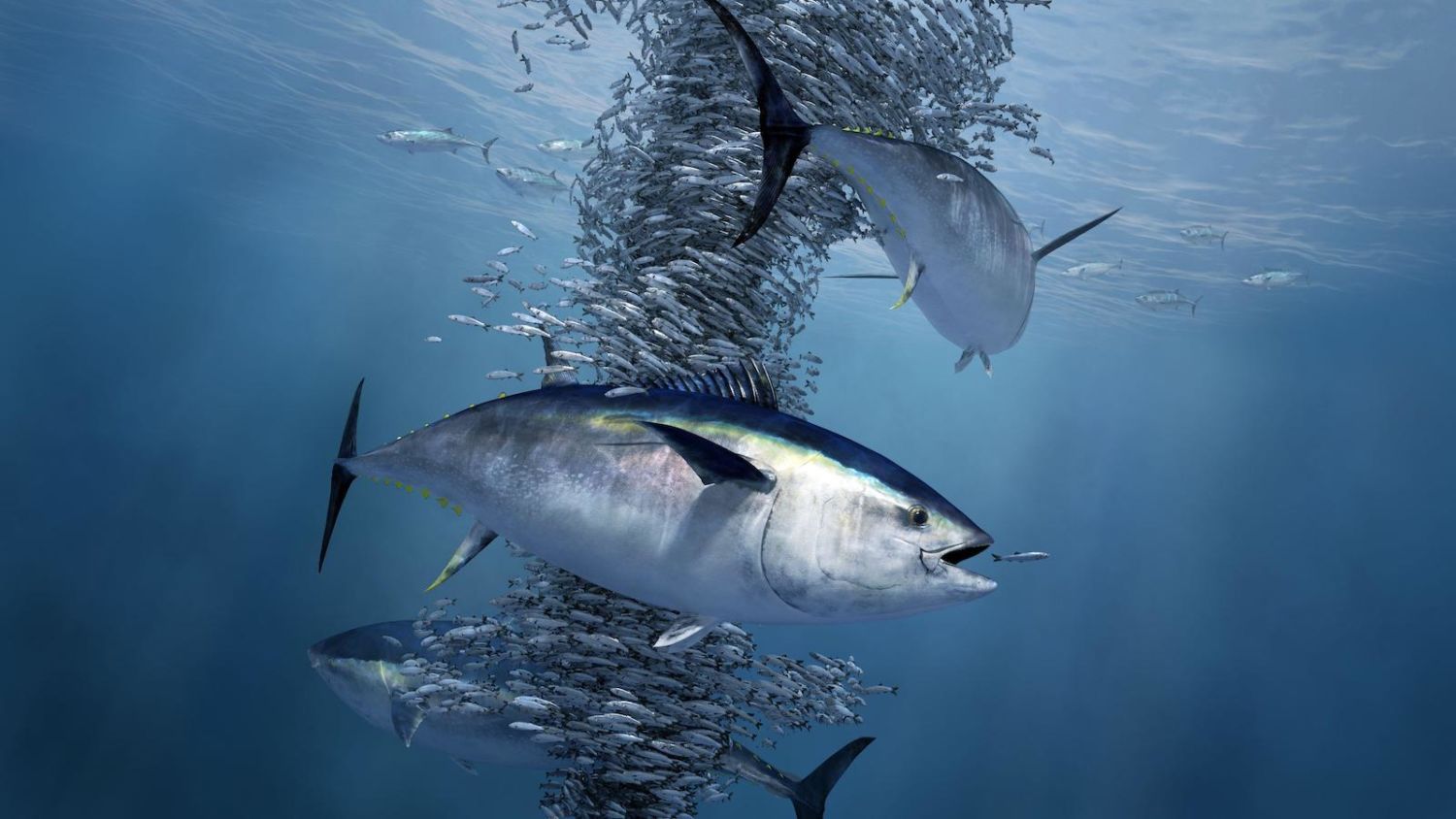 As Ocean Oxygen Levels Dip, Fish Face an Uncertain Future