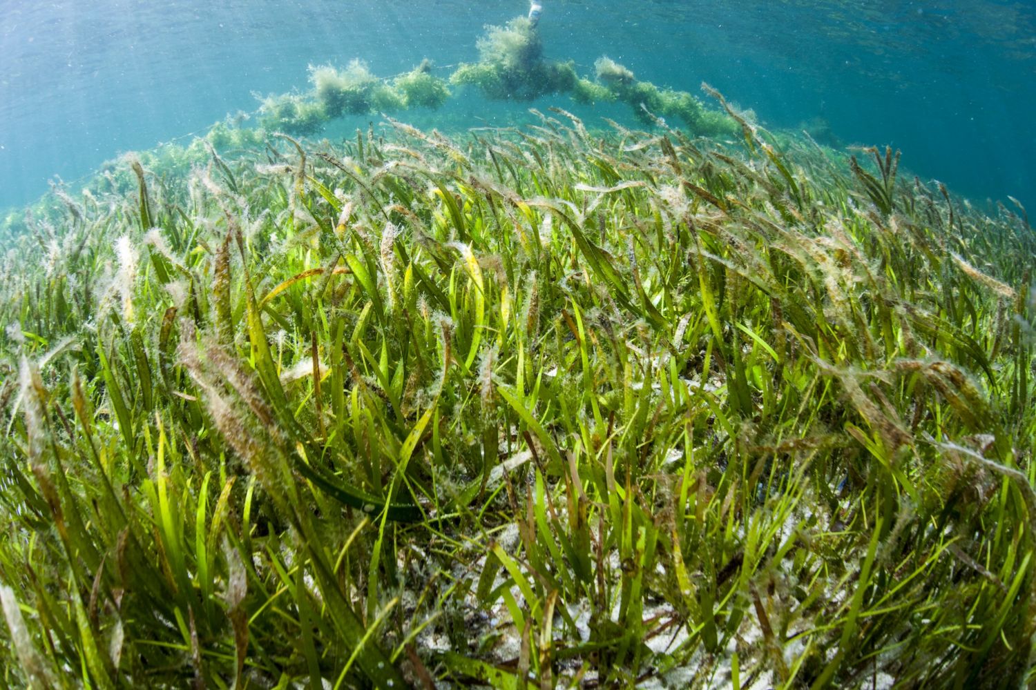 Noise Pollution Affects Practically Everything, Even Seagrass