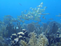 On a Cuban Reef, A Precarious Partnership on Scientific Research - Yale ...