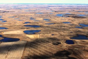 Prairie pothole wetlands, like these in North Dakota, are drying up because of heat and drought and agricultural development.