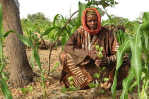 A farmer in Niger tends to a tree sprout growing among his millet crop.