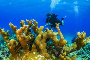 A research diver looks for signs of stony coral tissue loss disease in Florida Keys National Marine Sanctuary.