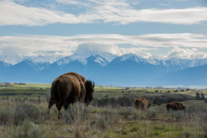 The National Bison Range in Montana, now managed by the Confederated Salish and Kootenai Tribes.