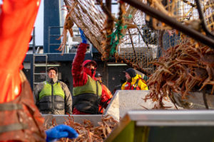 Fishers in the Bering Sea unload a pot of snow crabs.