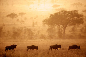 Wildebeest on the Serengeti plain during their annual migration. 