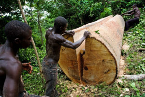 A local logger cuts boards out of a felled ceiba tree near Asamankese in eastern Ghana.