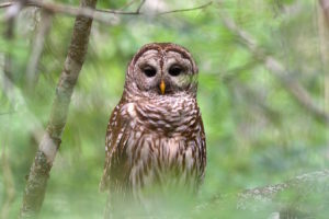 A barred owl.