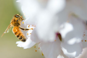 A honeybee pollinates a blossom in an almond orchard in McFarland, California.