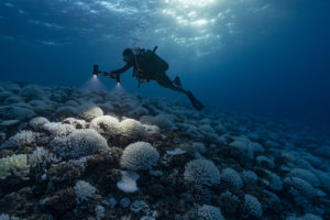 A diver examines bleached coral in French Polynesia in 2019.