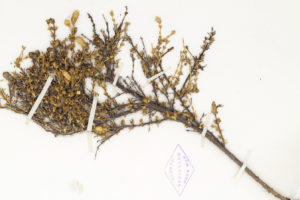 A branch of Blutaparon rigidum, collected on a 1905-1906 expedition to the Galapagos Islands, contains hundreds of potentially viable seeds.