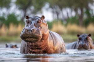 Hippos in Botswana's Okavango Delta.