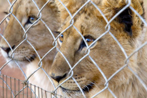 Lions bred in captivity at a lion tourism camp in South Africa.