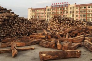 Stacks of rosewood at a timber market in Dongyang, China, a well-known hub for the illegal trade.