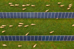 Sheep graze alongside a solar array in Dubbo, Australia.