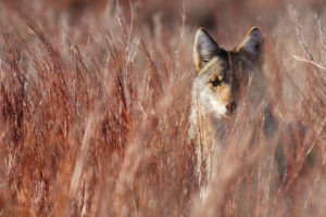 A coyote in the Red Hills of Kansas.