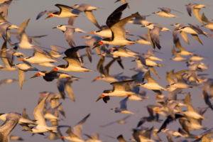 Black skimmers, sandwich terns, and royal terns near Galveston, Texas.