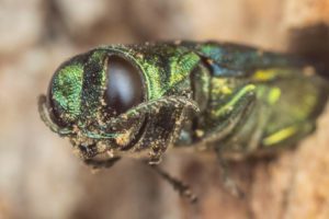 An emerald ash borer.