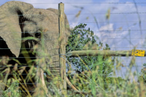 An African elephant alongside an electric fence in Laikipia, Kenya. 