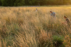 Harvesting heads of Kernza, a newly developed perennial grain, on a research plot in Salina, Kansas.