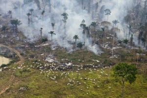 A fire set to clear land for farming in Pará state in the Brazilian Amazon.