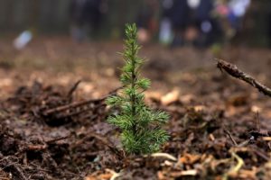 A sapling planted as part of a reforestation program in Moirans-en-Montagne, France, November 2023.

