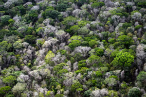Dead trees are visible in the canopy of the Amazon rainforest, 60 miles southwest of Macapa, Brazil.