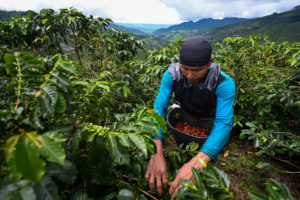 A worker harvests coffee near the town of Santuario, Risaralda department, Colombia in May.
