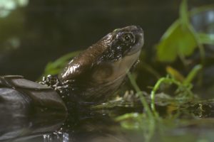 The endangered western swamp turtle in Australia is the subject of one assisted colonization project.